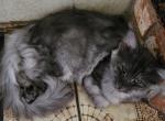 Angel - Maine Coon Kitten For Sale - Cottonwood, CA, US