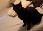 Bear - Domestic Cat For Adoption - Inverness, Scotland, GB