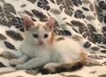 free sage - Domestic Kitten For Sale - New Holland, PA, US