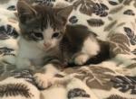 FREE Sky - Domestic Kitten For Sale - New Holland, PA, US