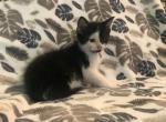 free Willow - Domestic Kitten For Sale - New Holland, PA, US