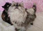 Female Persian Kitten - Persian Cat For Sale - Lake Mary, FL, US