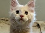 Almond - Maine Coon Kitten For Sale - Hollywood, FL, US