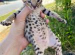 Savannah kittens 2nd litter - Savannah Kitten For Sale - 