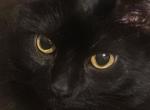 Salem Johnson - Domestic Cat For Adoption - MI, US