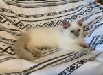 Jaspar - Ragdoll Kitten For Sale - Lebanon, PA, US