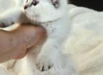 Teddy boy - Scottish Fold Kitten For Sale - 