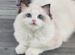 Noeleen - Ragdoll Kitten For Sale - Irvine, CA, US