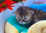 Maleficent - Siberian Kitten For Sale - Clintwood, VA, US