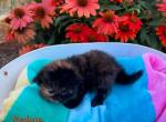 Medusa - Siberian Kitten For Sale - Clintwood, VA, US