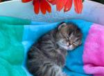 Mildred - Siberian Kitten For Sale - Clintwood, VA, US