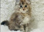 Katrina - Maine Coon Kitten For Sale - Cumberland, OH, US