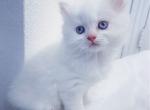 Persians - Persian Kitten For Sale - Huntington Beach, CA, US