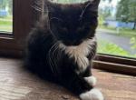 3 kittens - Domestic Kitten For Sale - Aurora, IL, US