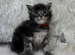 Silas - Maine Coon Kitten For Sale - Sacramento, CA, US