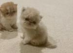Summer litter available - Persian Kitten For Sale - Arlington Heights, IL, US