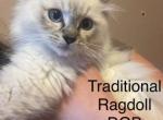Ragdoll - Ragdoll Kitten For Sale - Marysville, MI, US