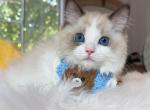 Loki - Ragdoll Kitten For Sale - Las Vegas, NV, US