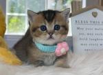 Max - Munchkin Kitten For Sale - Las Vegas, NV, US