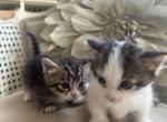 Patiences Litter - Munchkin Kitten For Sale - Salem, OR, US