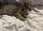 NA - American Shorthair Kitten For Adoption - Houston, TX, US