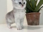 APPLE - British Shorthair Kitten For Sale - Tracy, CA, US