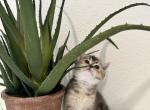 LYCHEE - British Shorthair Kitten For Sale - Tracy, CA, US