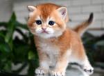 TICA Sunny Golden Girl ny12 - British Shorthair Kitten For Sale - San Diego, CA, US