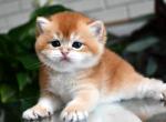 TICA Sunny Golden Boy ny12 - British Shorthair Kitten For Sale - San Diego, CA, US