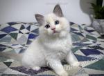 Robin - Ragdoll Kitten For Sale - 