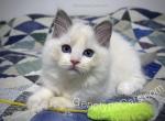 Robin - Ragdoll Kitten For Sale - Tuscaloosa, AL, US