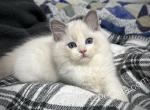 Robin - Ragdoll Kitten For Sale - 