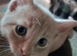 Orange - Domestic Kitten For Adoption - 