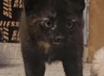 Spicy - Domestic Kitten For Adoption - 