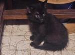 Shyguy - Domestic Kitten For Adoption - 