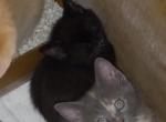 Graygirl - Domestic Kitten For Adoption - 