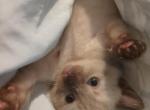 Tom - Siamese Kitten For Sale - Albany, NY, US