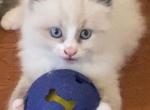 Teddy - Ragdoll Cat For Sale - 