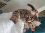 Benji - Persian Kitten For Sale - Hackettstown, NJ, US