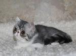Luis - Exotic Kitten For Sale - Enola, PA, US
