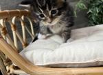 Eva x Blake - Maine Coon Kitten For Sale - Roscoe, IL, US