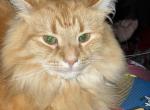 Asia - American Longhair Kitten For Sale