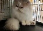 KYCC'S SUGAR DADDY - Persian Cat For Sale/Retired Breeding - KY, US