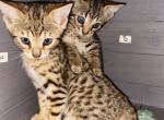 Savannah Kittens - Savannah Kitten For Sale - Augusta, ME, US