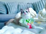 Sweet  Casper - Ragdoll Kitten For Sale - New York, NY, US