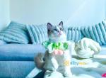 Sweet Casper - Ragdoll Kitten For Sale - Fairfax, VA, US