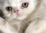 Baby Mo - Persian Kitten For Sale - Pensacola, FL, US