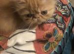 Lil Red - Persian Kitten For Sale - Pensacola, FL, US