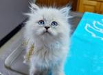 Diamond - Siberian Kitten For Sale - Tallahassee, FL, US