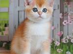 Edik - British Shorthair Kitten For Sale - Pembroke Pines, FL, US